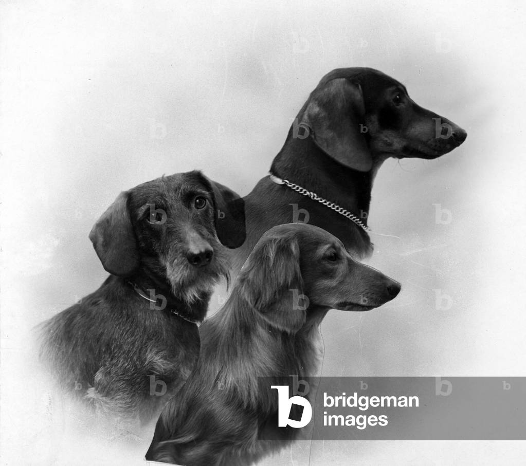 Image of Photography depicting FALL/DACHSHUND/1946 1946 by Thomas Fall
