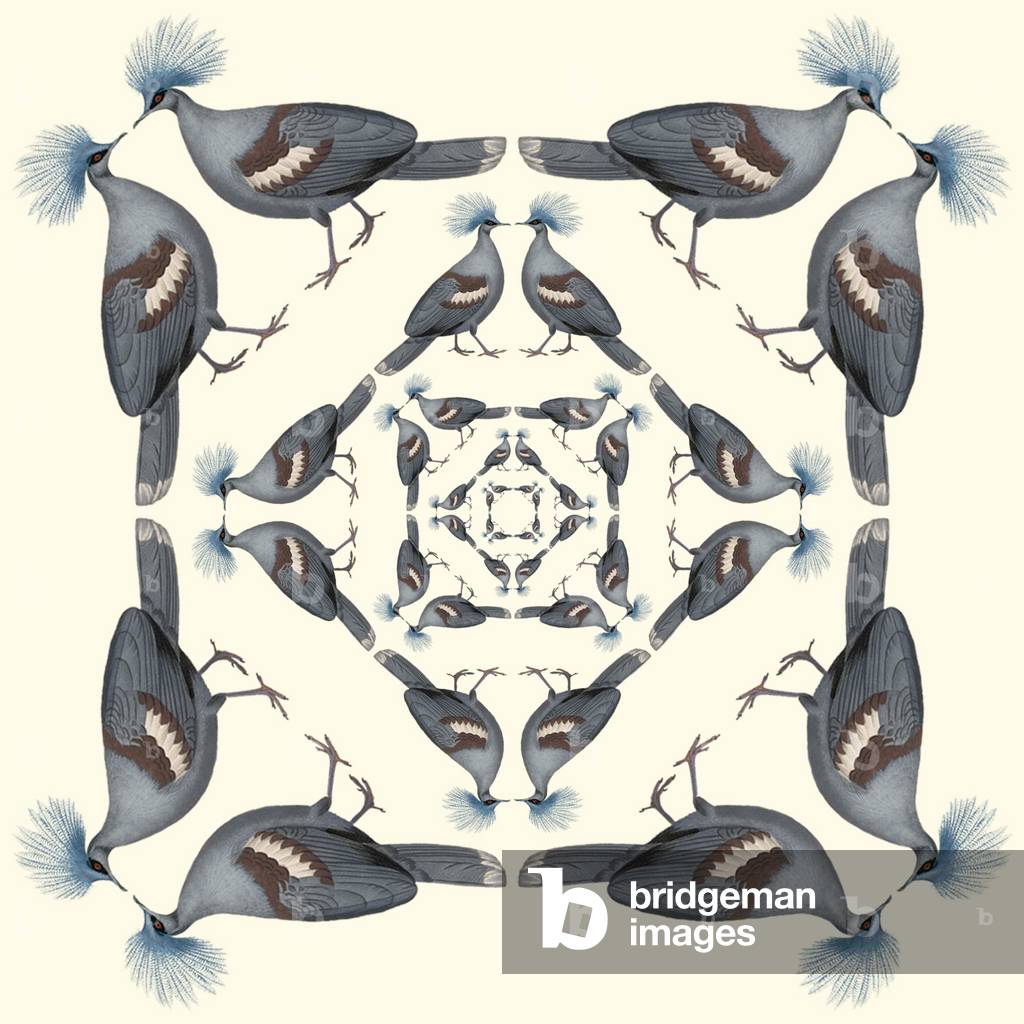 Motif répétitif - Pigeons