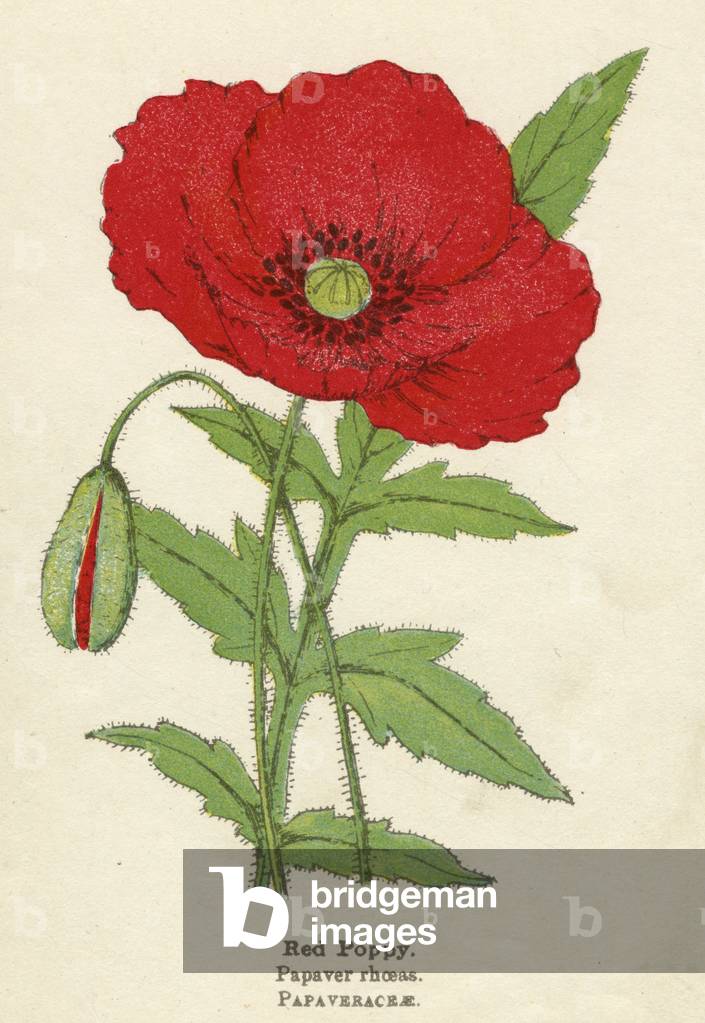 PIANTE/PAPAVER RHOEAS