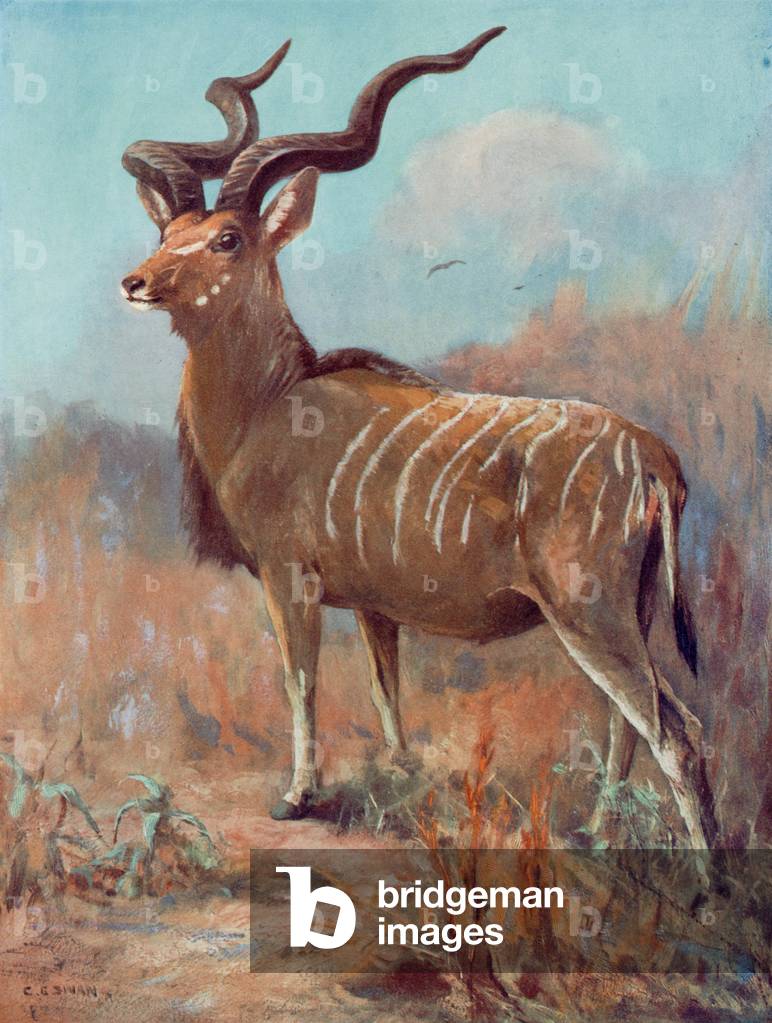 KUDU/CUTHBERT-SCHWAN