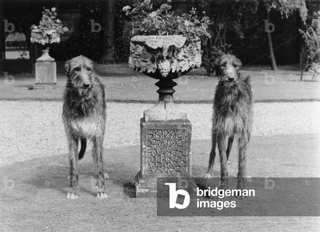 SEGUGI CADUTI/DEERHOUNDS
