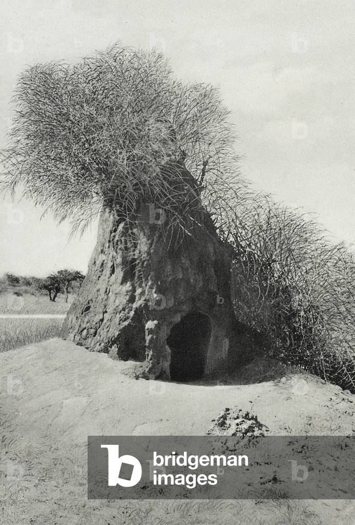 Namibia - Ein Termitenberg