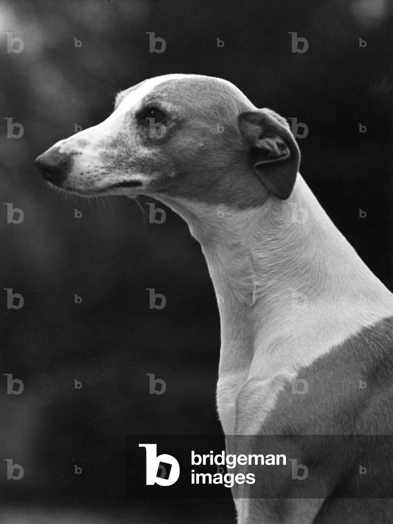 FALL/WHIPPET/1954