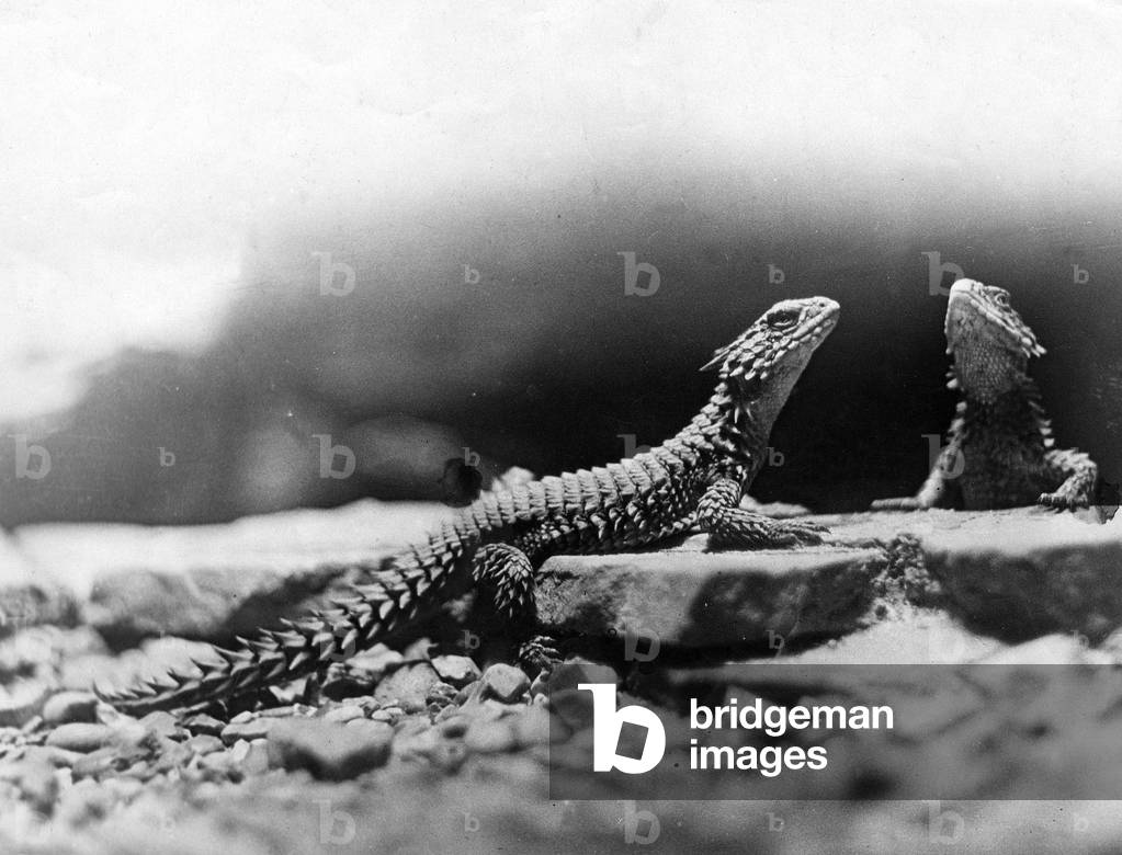 Image of Photography depicting DESERT LIZARDS 1930 by Barnaby's Studios Ltd