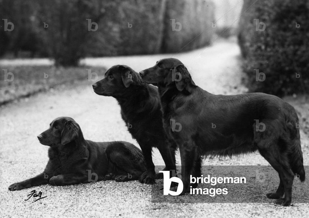 Image of Photography depicting FALL/RETRIEVER/FLAT/1951 1951 by Thomas Fall