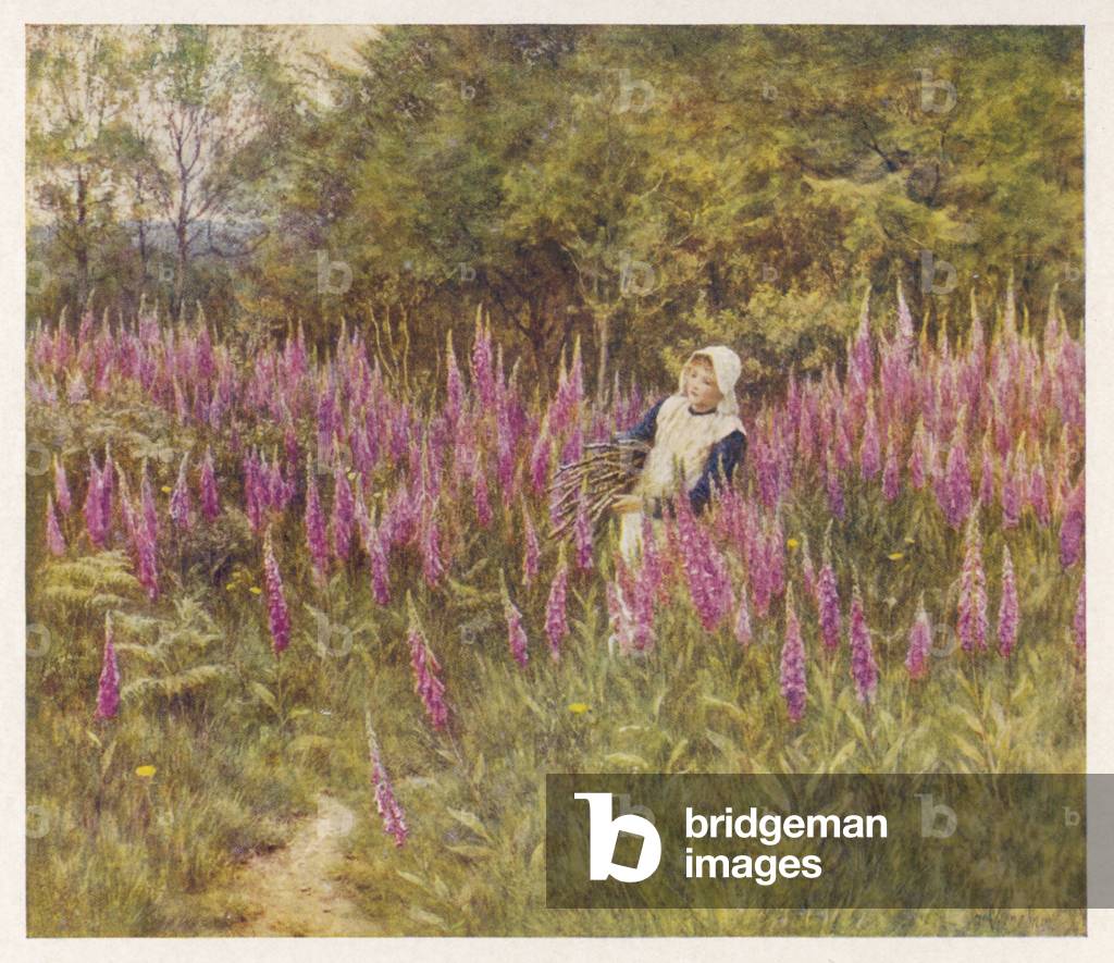 "PURPUREA DIGITALE" 1898 di Helen Allingham