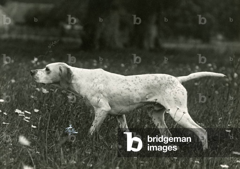 AUTOMNE/POINTEUR/1938