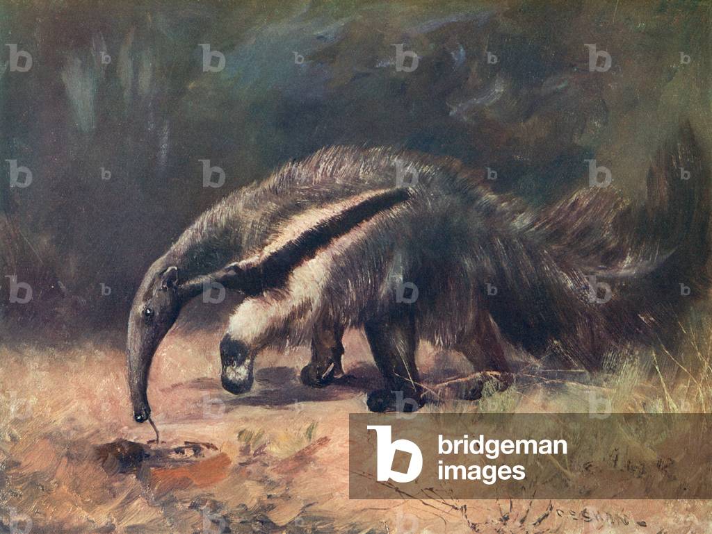 AMEISENFRESSER/CUTHBERT-SCHWAN