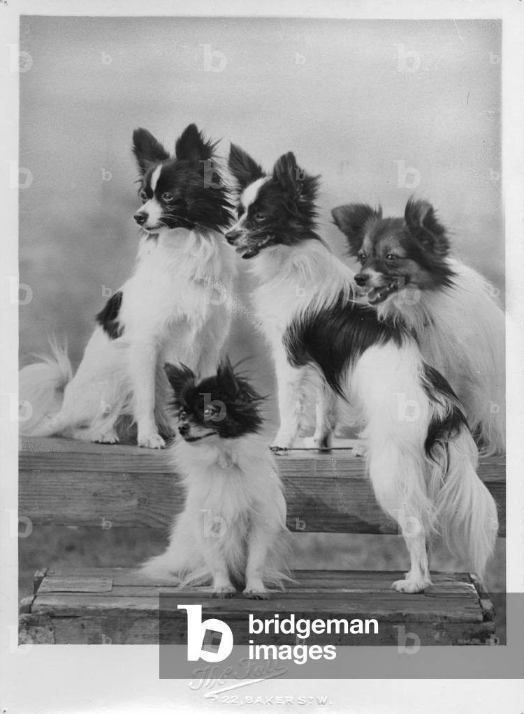 HERBST/PAPILLON/1939