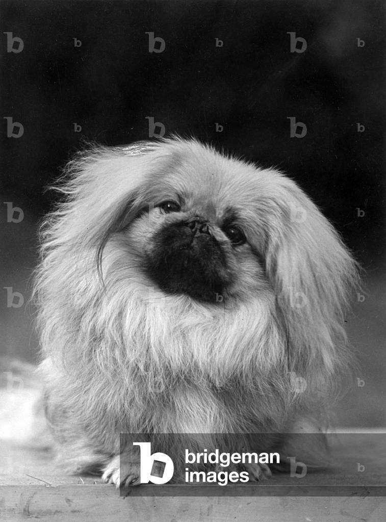 Bild von Fotografie "HERBST/PEKINESE/1955" 1955 von Thomas Fall