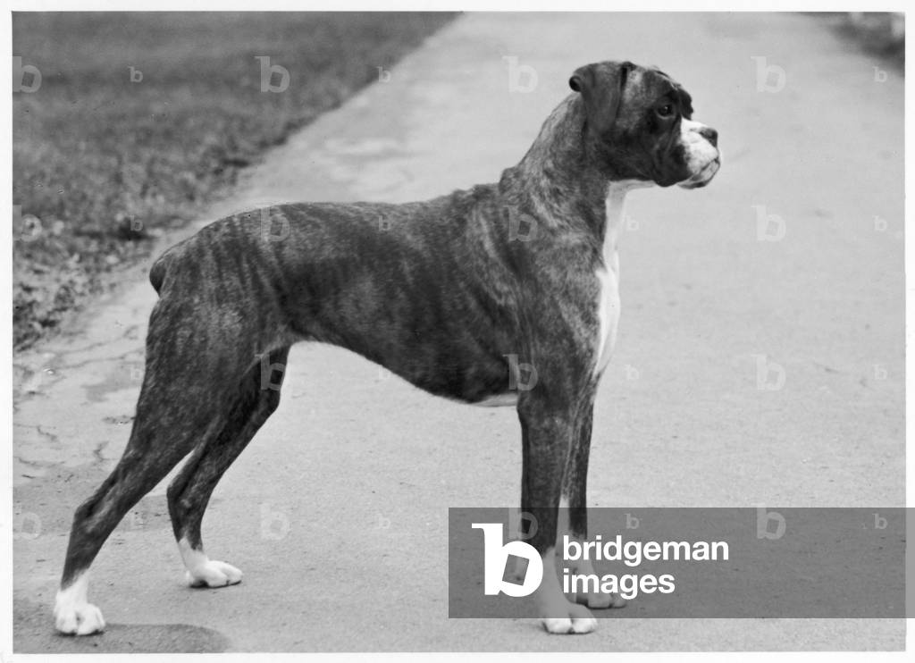 Boxer - Main Attraction