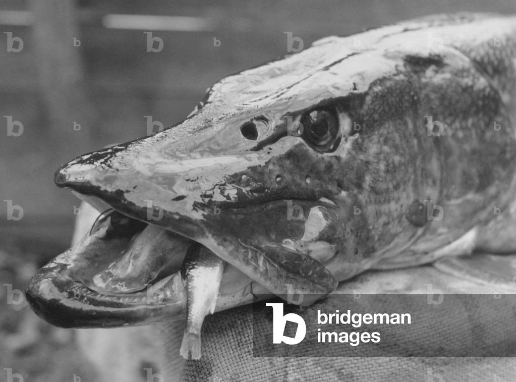 Image de Photographie représentant PRISES DE PÊCHE 1950 par Barnaby's Studios Ltd