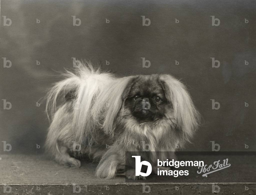 Bild von Fotografie "HERBST/PEKINESE/1937" 1937 von Thomas Fall