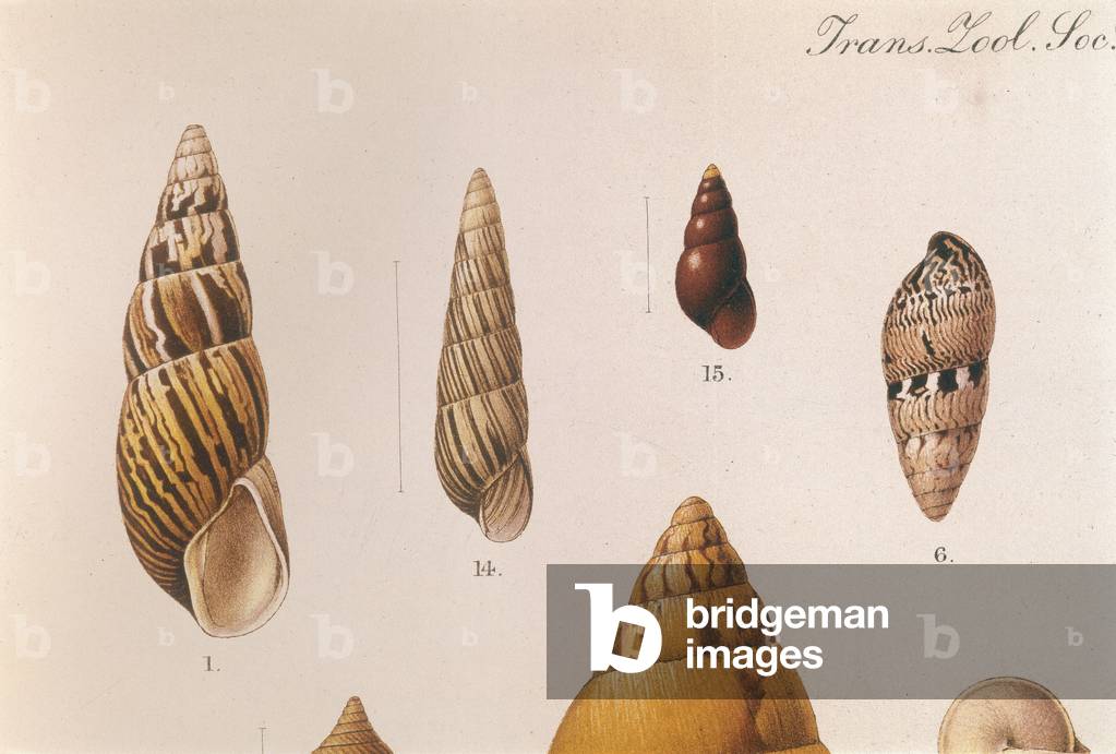 VARIOUS SHELLS