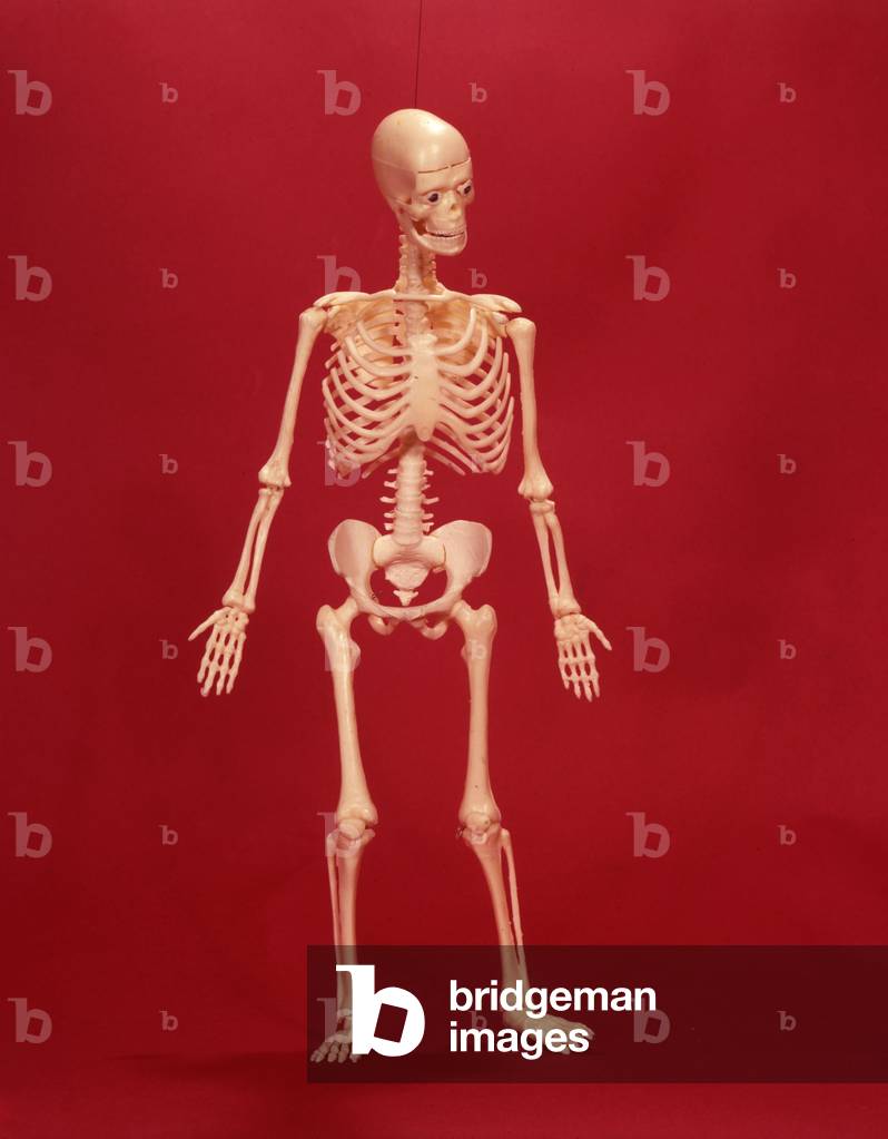 HUMAN SKELETON