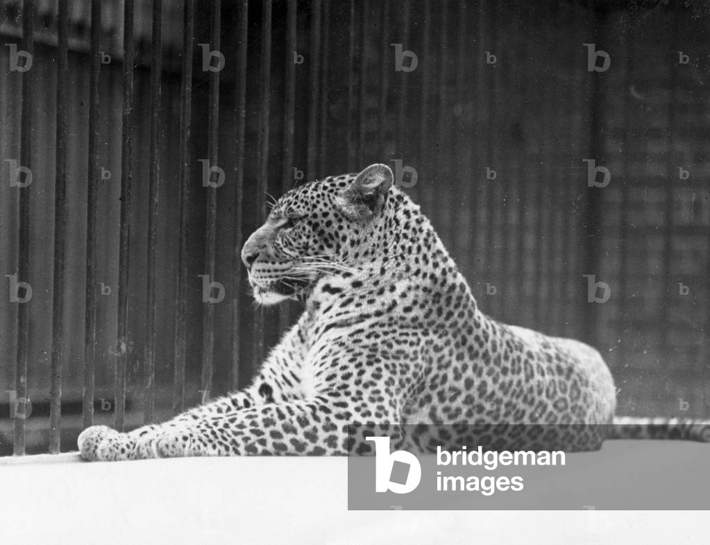 LEOPARDO RILASSATO