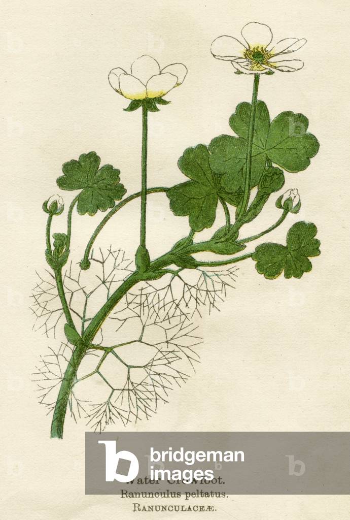 RANUNCULUS PELTATUS