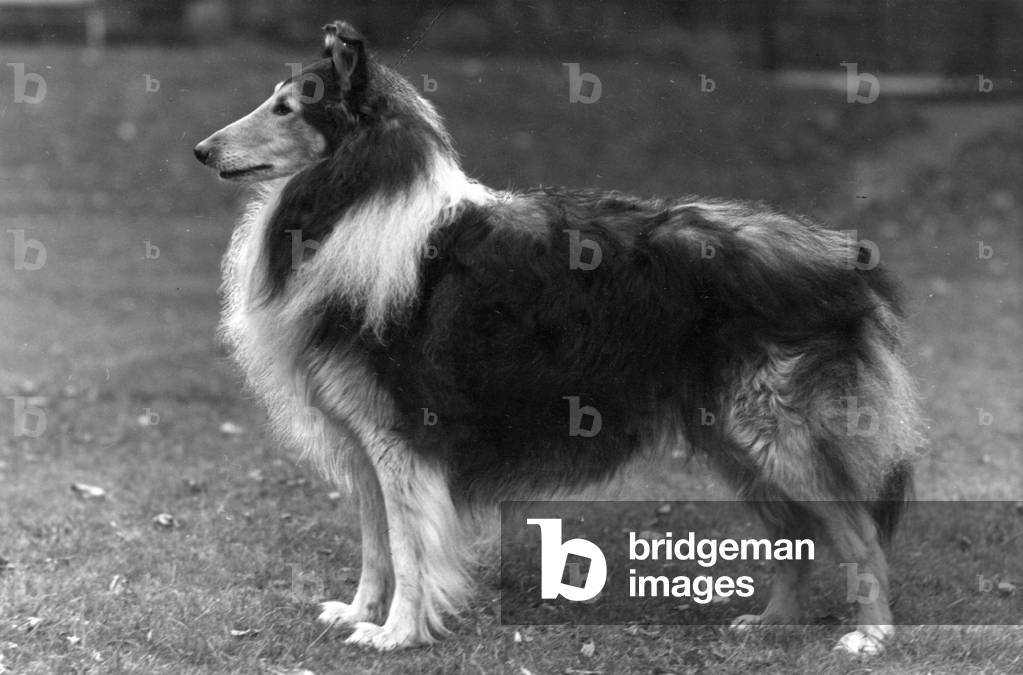 FALL/ROUGH COLLIE/1953