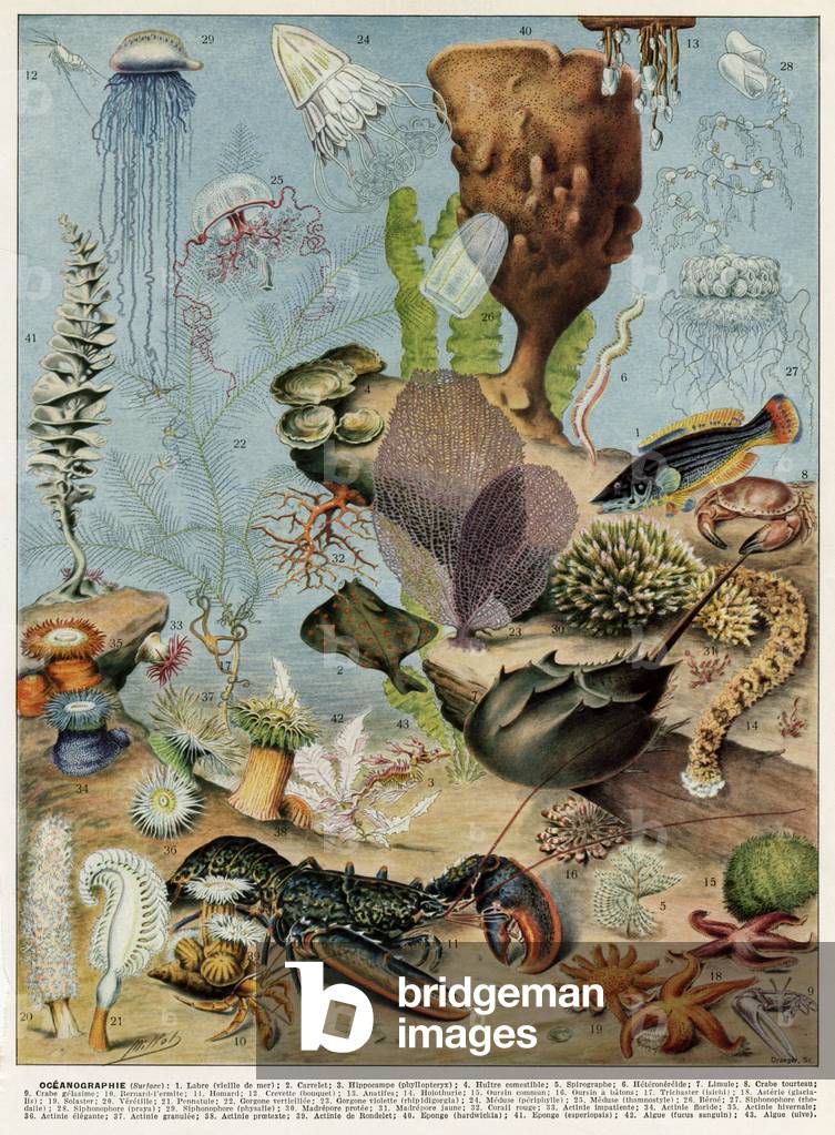 Image of Print depicting Oceanography 1930