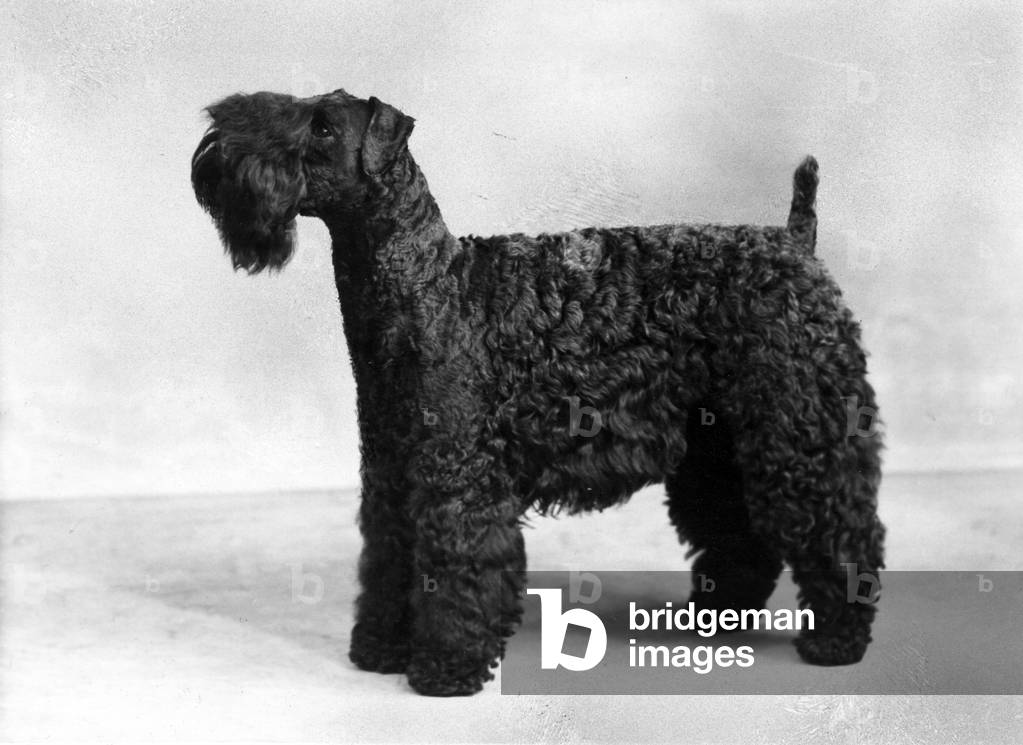 HERBST/KERRY BLUE TERRIER