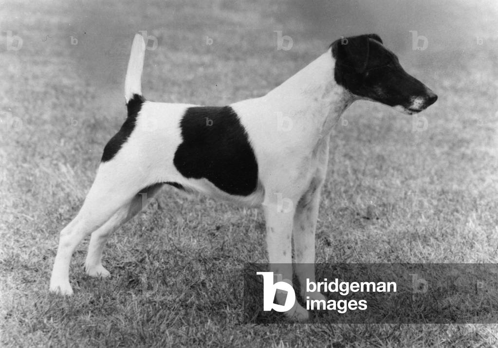 HERBST/GLATTER FOXTERRIER