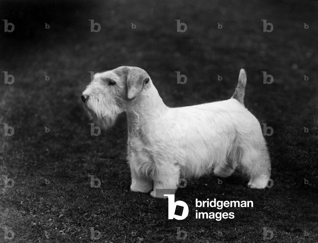 Sealyham - Balise Brash