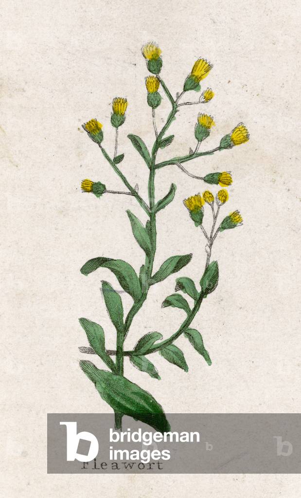 SENECIO INTEGRIFOLIUS