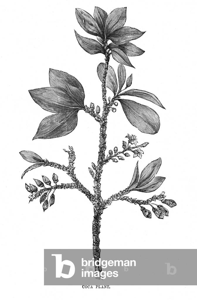 Bild von Gravur "PFLANZEN/ERYTHROXYLON COCA" 1873