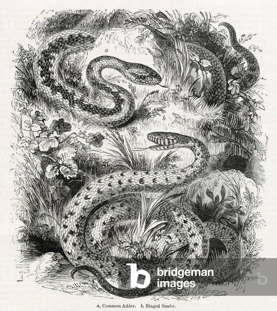 Image de Gravure représentant Vipère cendré et couleuvre annelée 1843