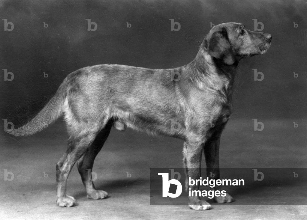 Image of Photography depicting FALL/LABRADOR RETRIEVER 1930 by Thomas Fall