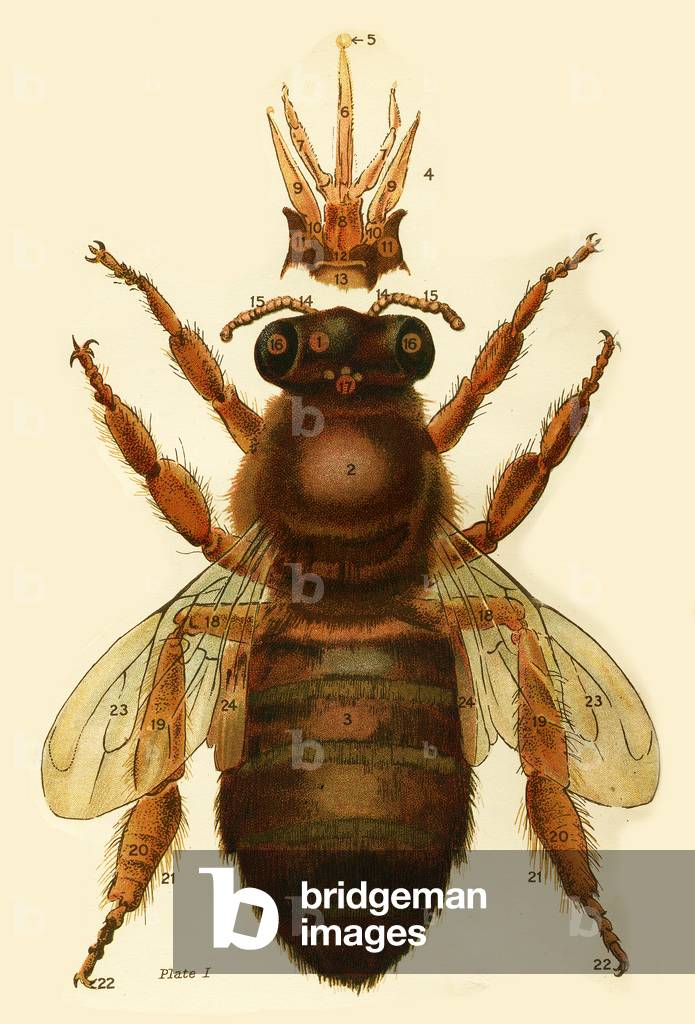 Bee