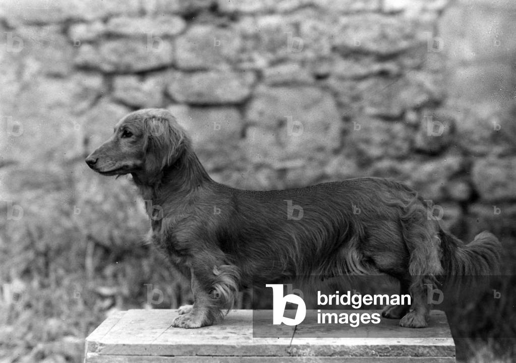 Image of Photography depicting FALL/DACHSHUND/LONG/1943 1943 by Thomas Fall