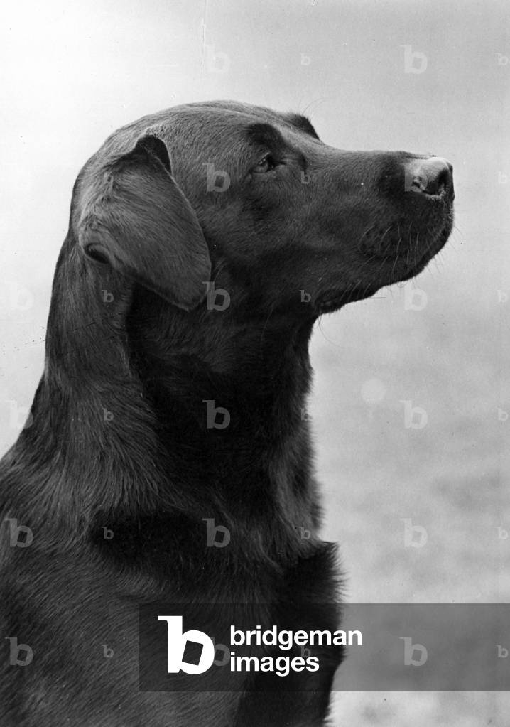 Image de Photographie représentant AUTOMNE/LABRADOR/1950 1950 par Thomas Fall