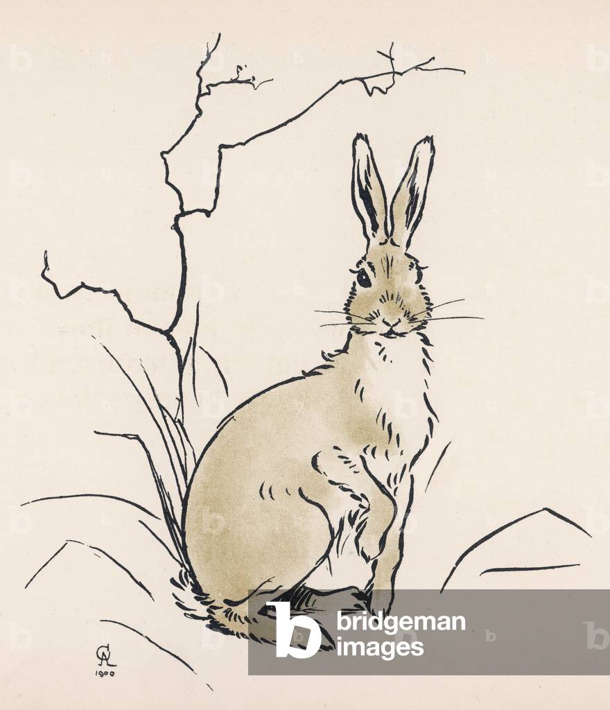 Alert hare
