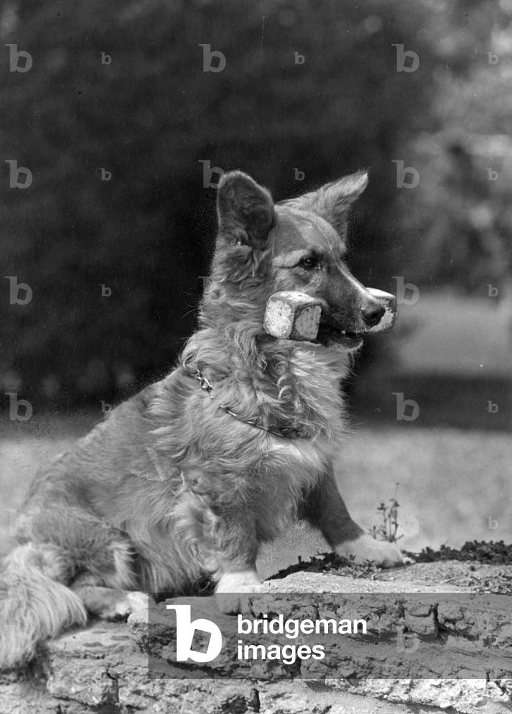 FALL/WELSH CORGI/1950