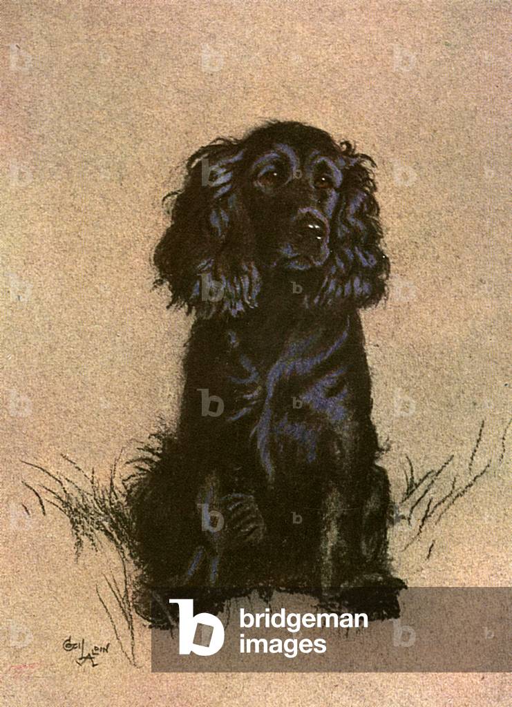 Cocker Spaniel
