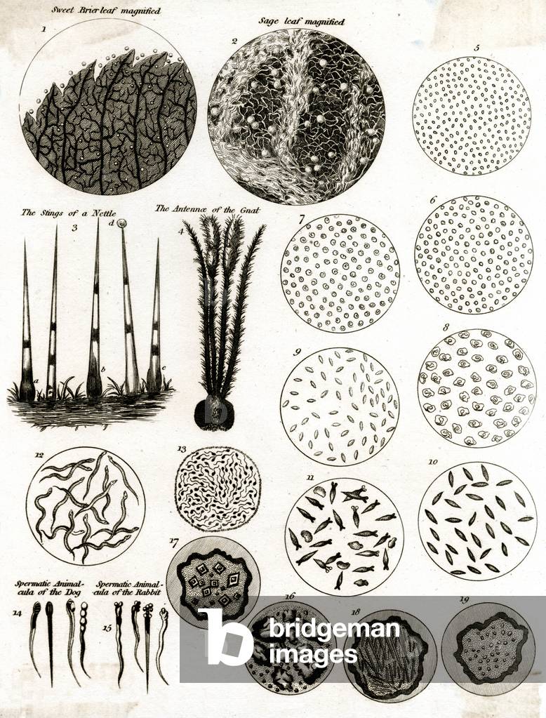 MICROSCOPIC OBJECTS