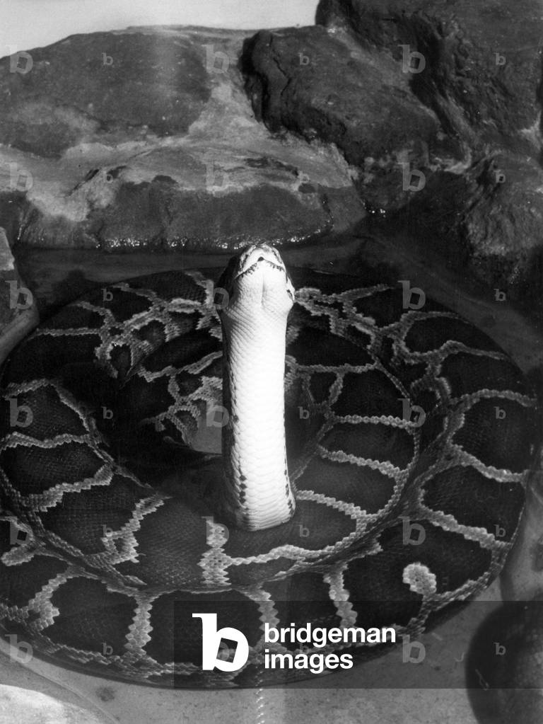 INDIAN PYTHON