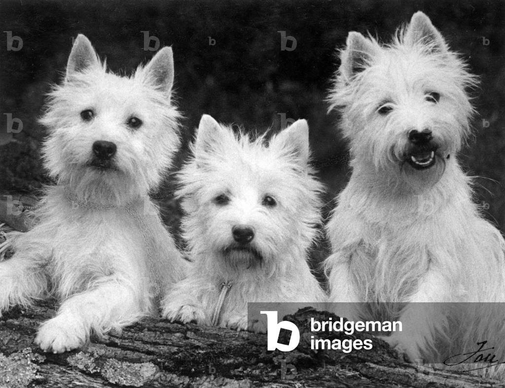 AUTUNNO/WESTIE/1938