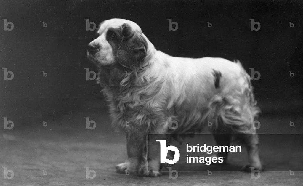AUTOMNE/CLUMBER SPANIELS/29
