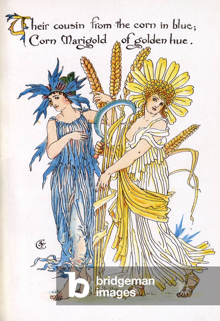 Immagine di Stampa "Calendula di fiordaliso e mais" 1895 di Walter Crane
