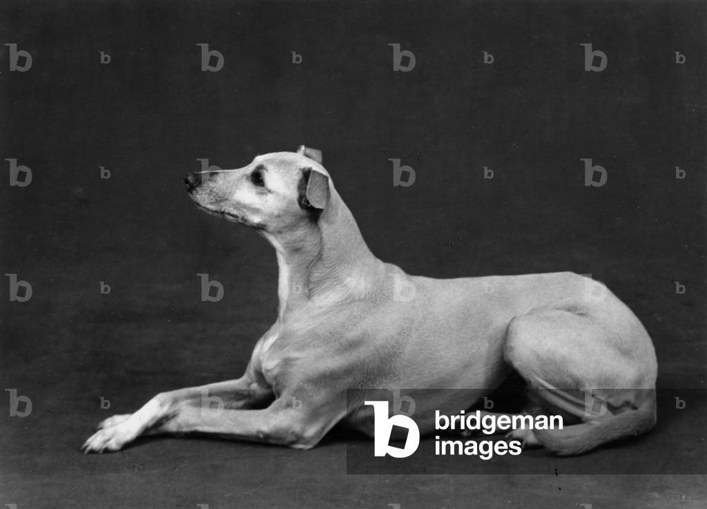 AUTOMNE/WHIPPET/1962