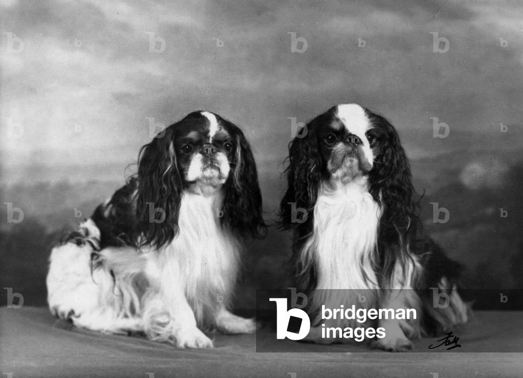 Bild von Fotografie "HERBST/K.C. SPANIELS/1957" 1957 von Thomas Fall
