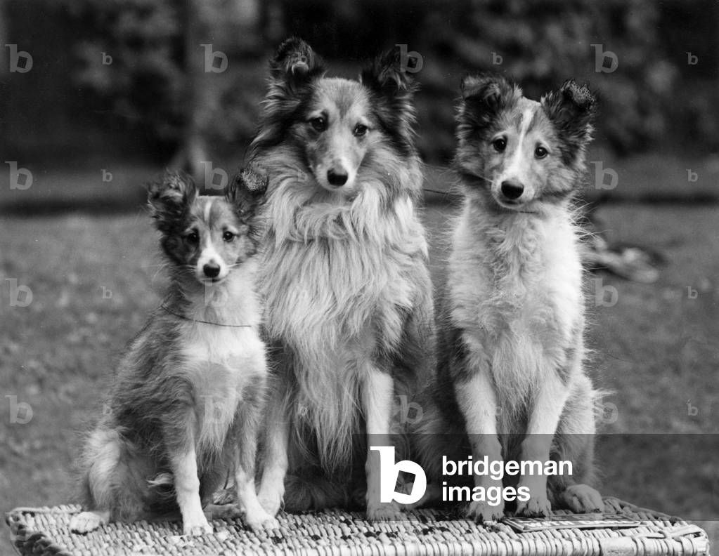 Image of Photography depicting FALL/ROUGH COLLIE/1938 1938 by Thomas Fall