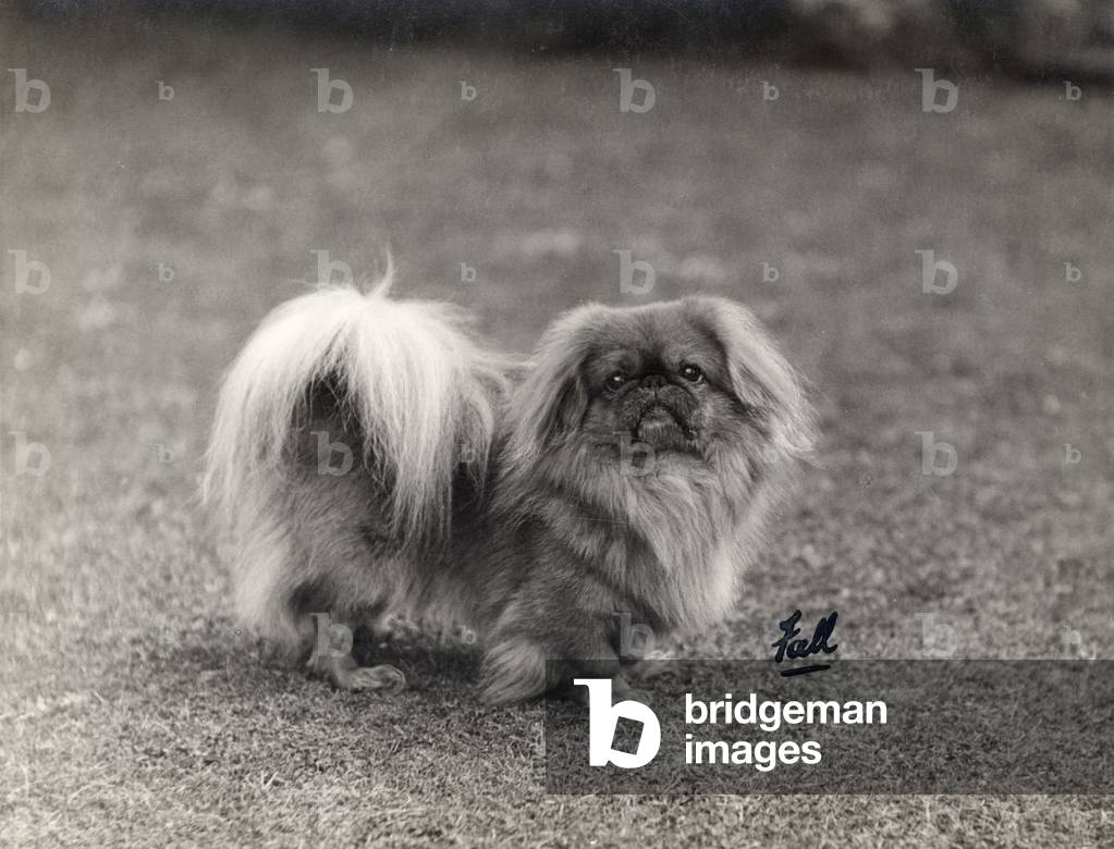 AUTUNNO/PEKINGESE/1930