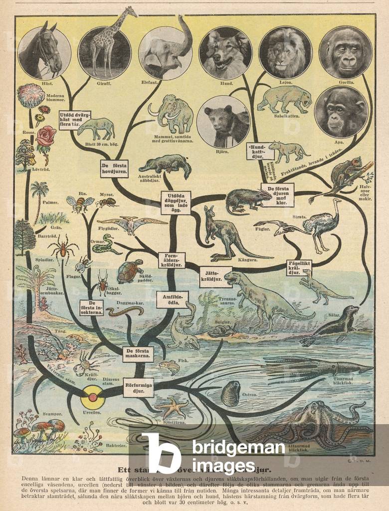 Image de Estampe représentant SCIENCE/ÉVOLUTION 1923