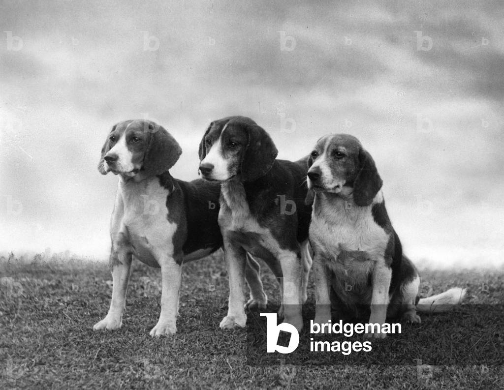 Image of Photography depicting FALL/BEAGLE/1937 1937 by Thomas Fall