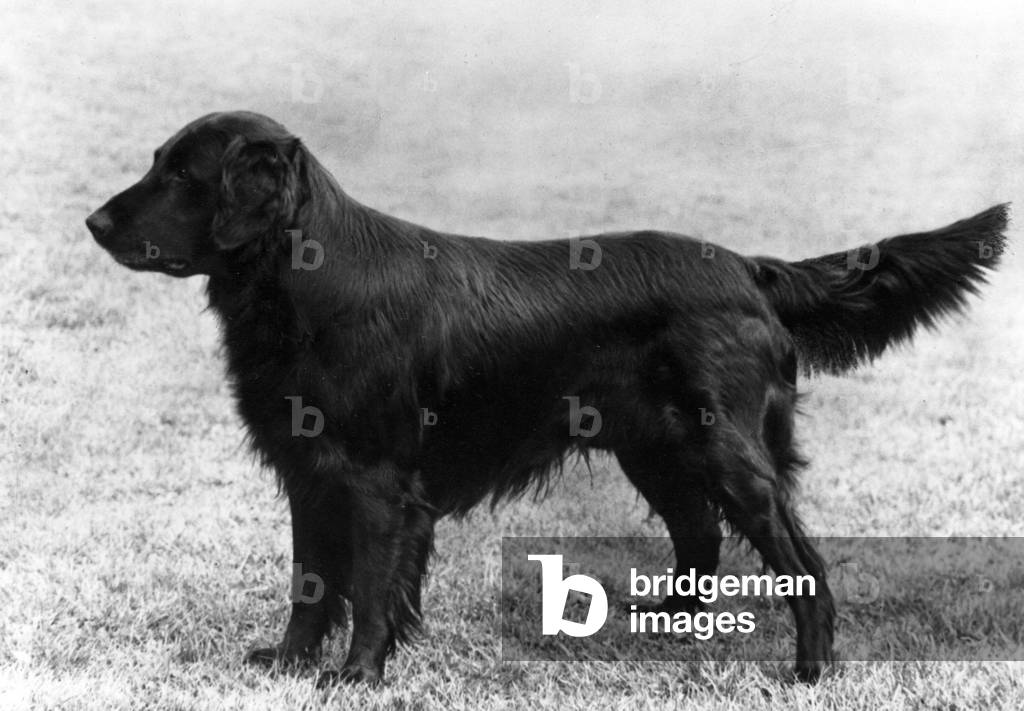 AUTUNNO/RETRIEVER/PIATTO/1963