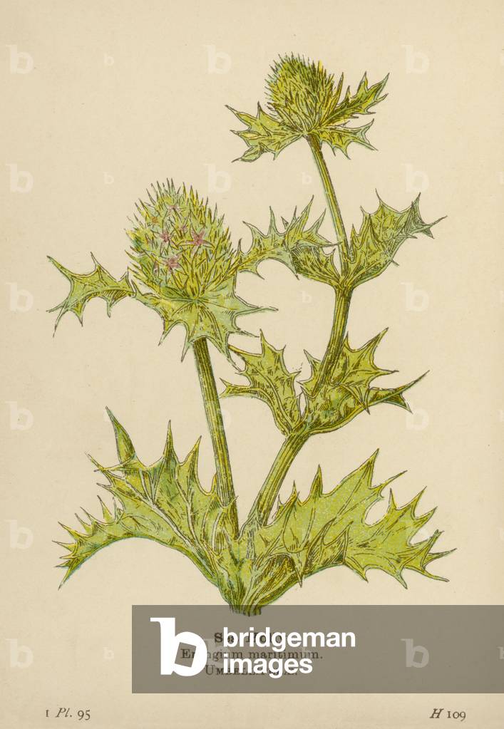 ERYNGIUM MARITIMUM