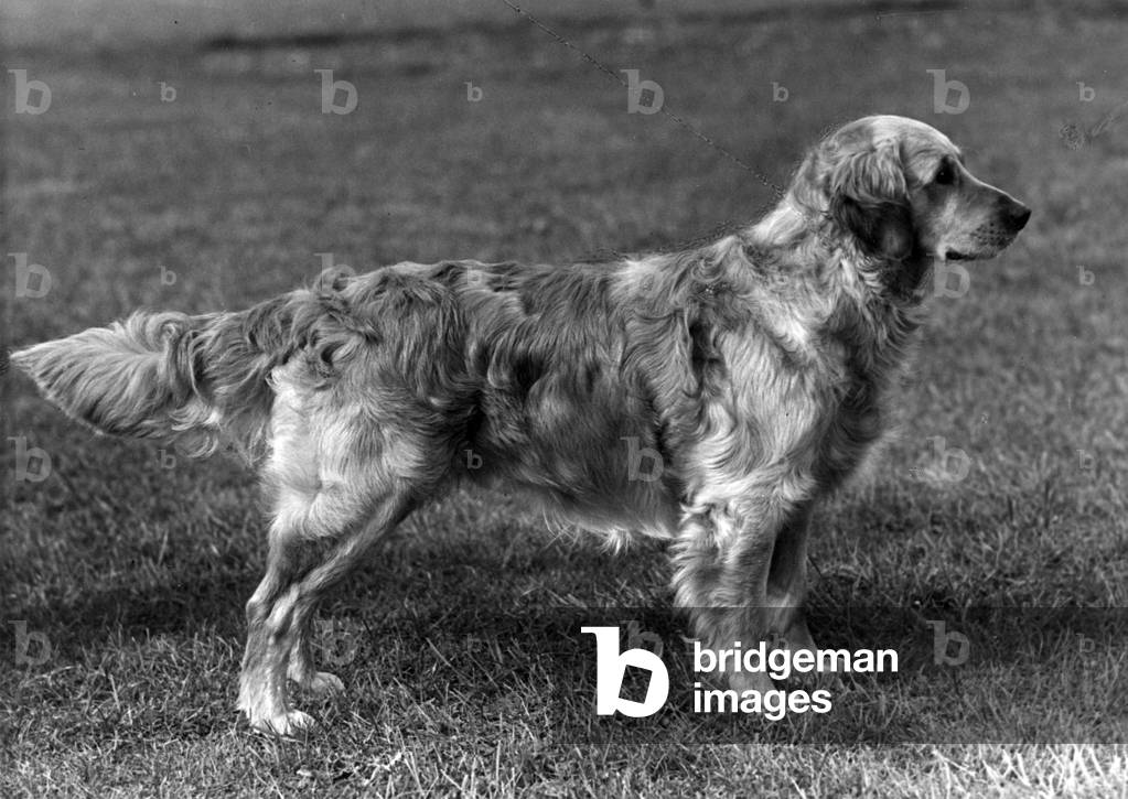 Immagine di Fotografia "AUTUNNO/GOLDEN RETRIEVER/56" 1956 di Thomas Fall